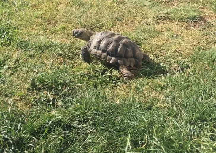 Se escapó el tortugón Franklin y su familia pide ayuda para encontrarlo