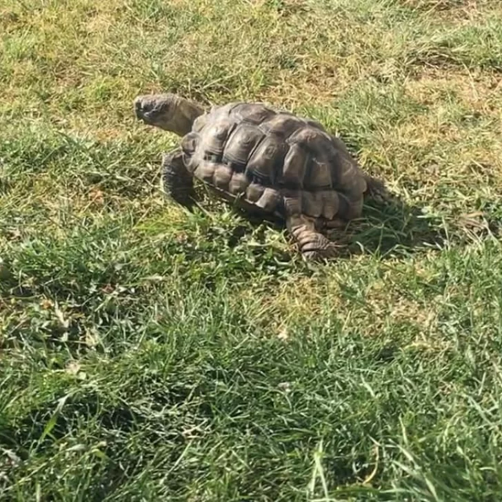 Se escapó el tortugón Franklin y su familia pide ayuda para encontrarlo