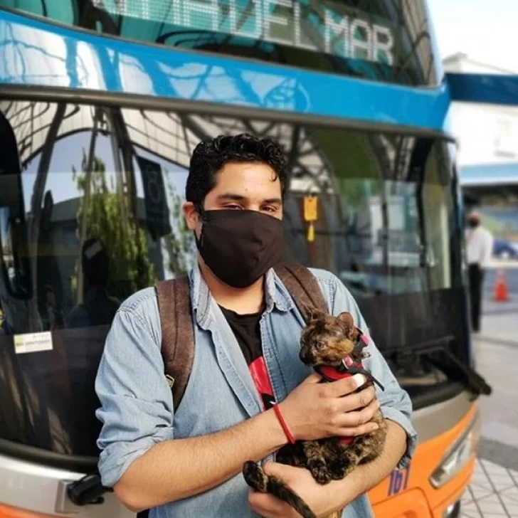 Chile: Arthas y Cleo, las primeras gatitas en viajar en la cabina de un bus interprovincial