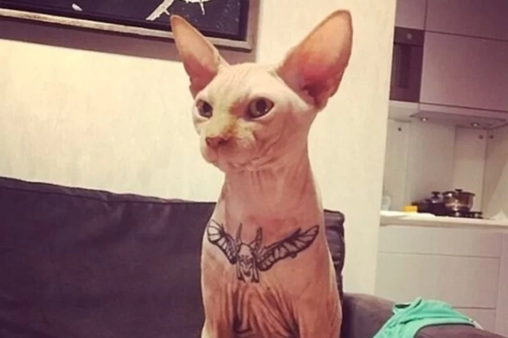 Influencer anestesió a su gato para tatuarlo y fue repudiada