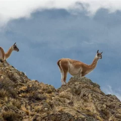 Producción ganadera contra el guanaco: cómo es el proyecto para alambrar los campos de Santa Cruz