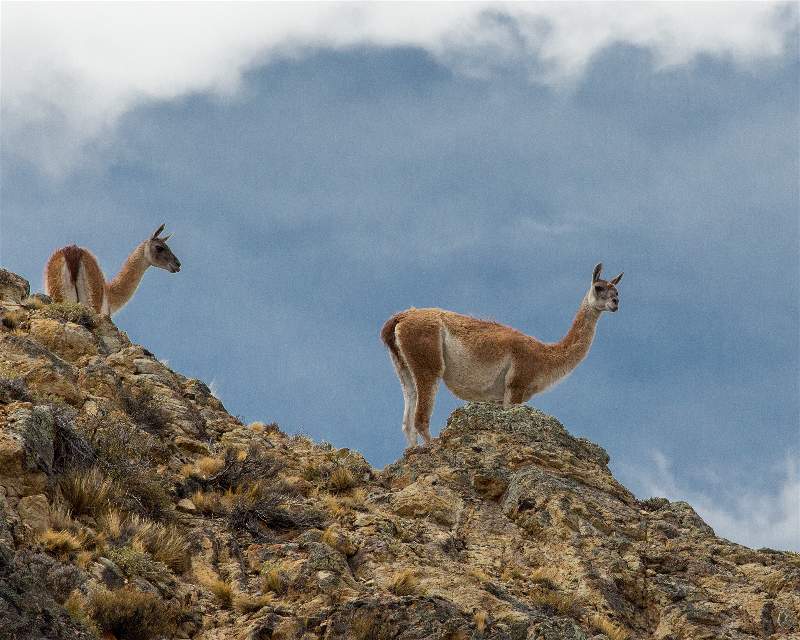 Guanacos-Foto-Christian-Emmer-opt-728x582