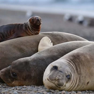 Reportan nuevos casos de gripe aviar en lobos marinos de Chubut y Río Negro Reportan nuevos casos de gripe aviar en lobos marinos de Chubut y Río Negro