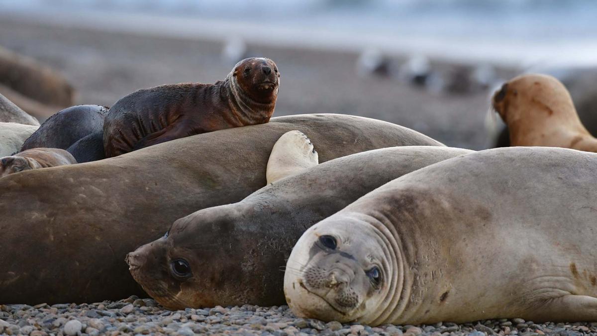 Reportan nuevos casos de gripe aviar en lobos marinos de Chubut y Río Negro