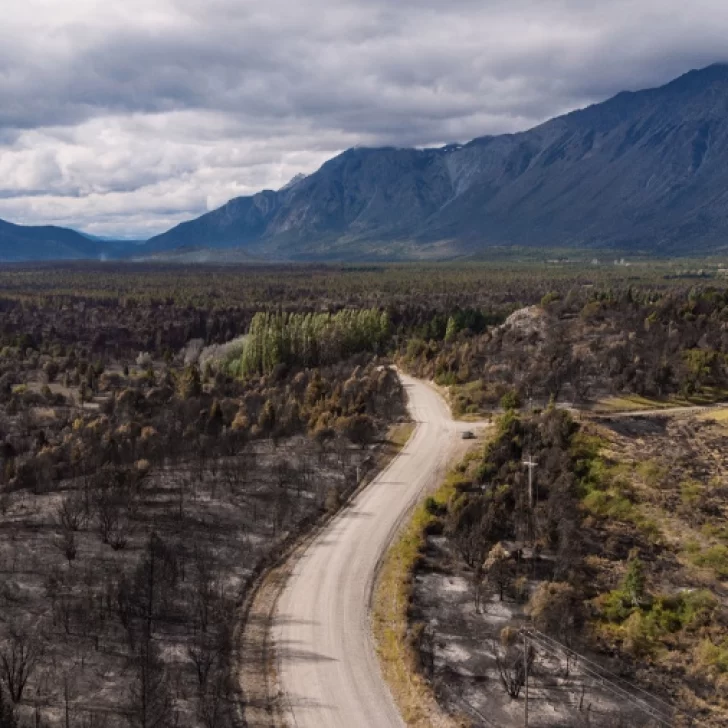 Con un plan de reforestación, el INTA buscará recuperar el bosque de El Bolsón