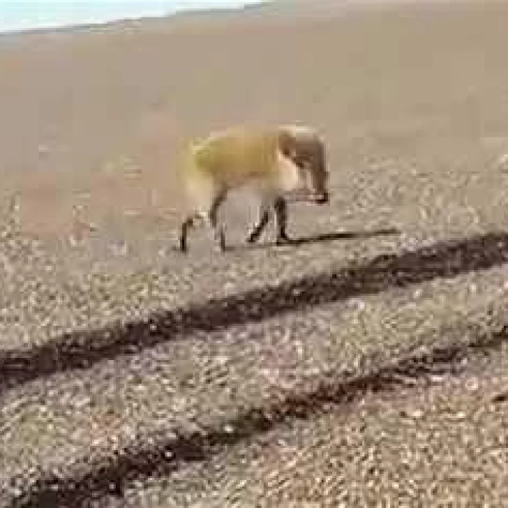 Península Valdés: Fue a pescar y lo sorprendió un jabalí