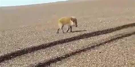 Península Valdés: Fue a pescar y lo sorprendió un jabalí