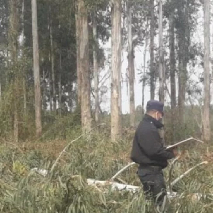 Trágico final: leñador murió aplastado por un árbol