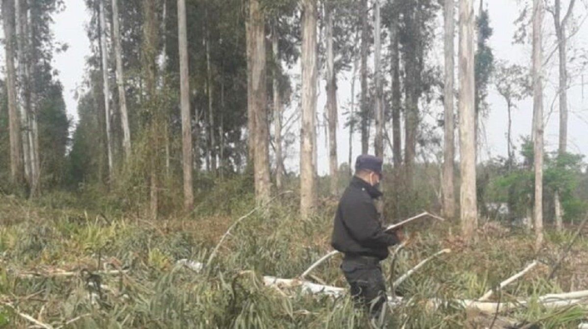 Trágico final: leñador murió aplastado por un árbol