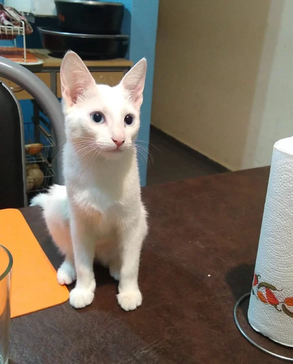 Video. “Estoy con ataques de pánico”: vecina desesperada por su gata perdida
