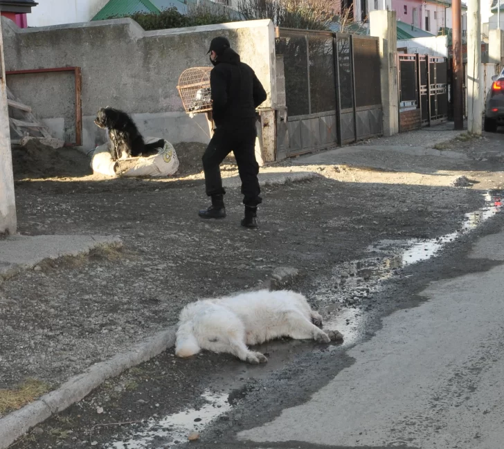 Río Gallegos: Debieron sacrificar a un perro por la infección en sus heridas