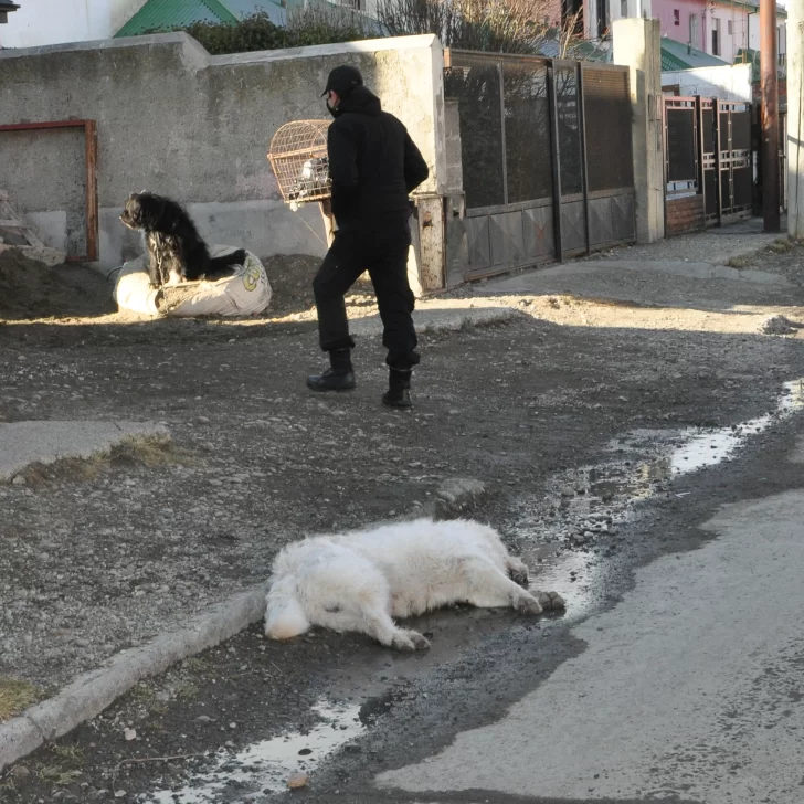 Río Gallegos: Debieron sacrificar a un perro por la infección en sus heridas