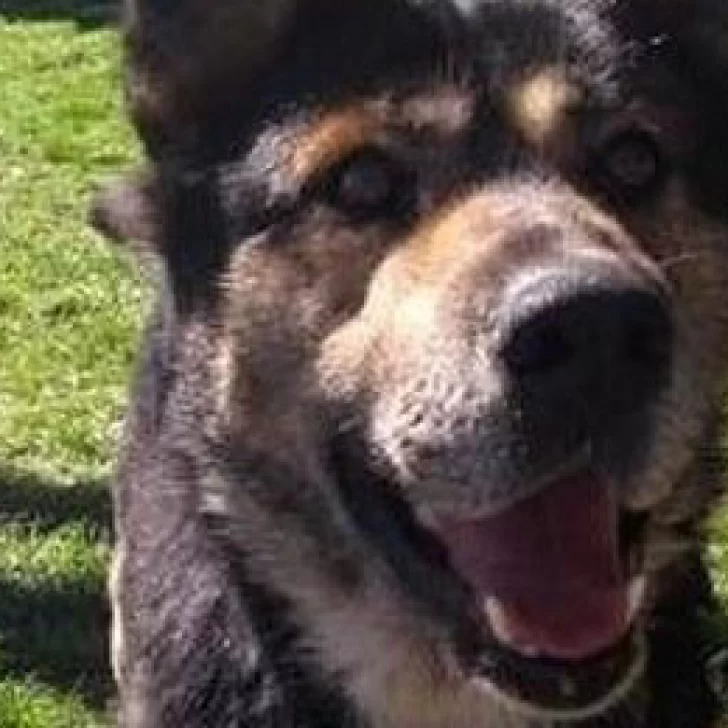 El adiós a Lobito, el perro de las calles del centro de Río Gallegos El adiós a Lobito, el perro de las calles del centro de Río Gallegos