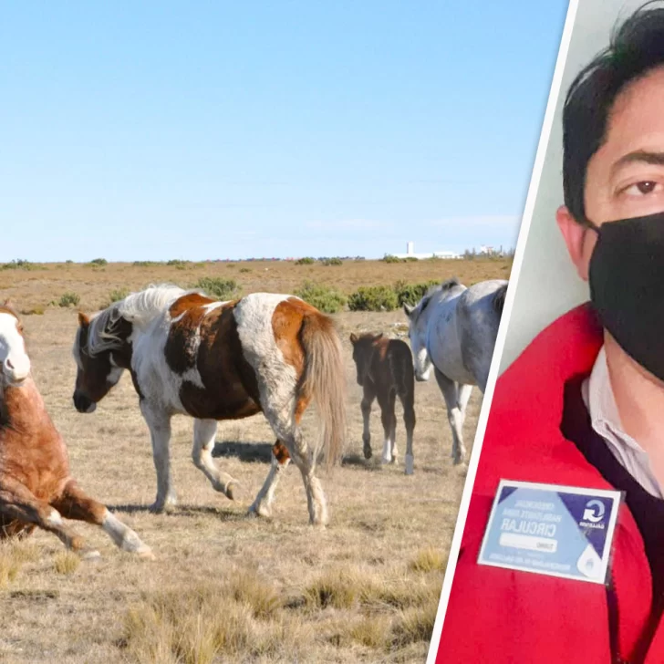 Jauría atacó ferozmente a un potrillo y sus dueños debieron sacrificarlo