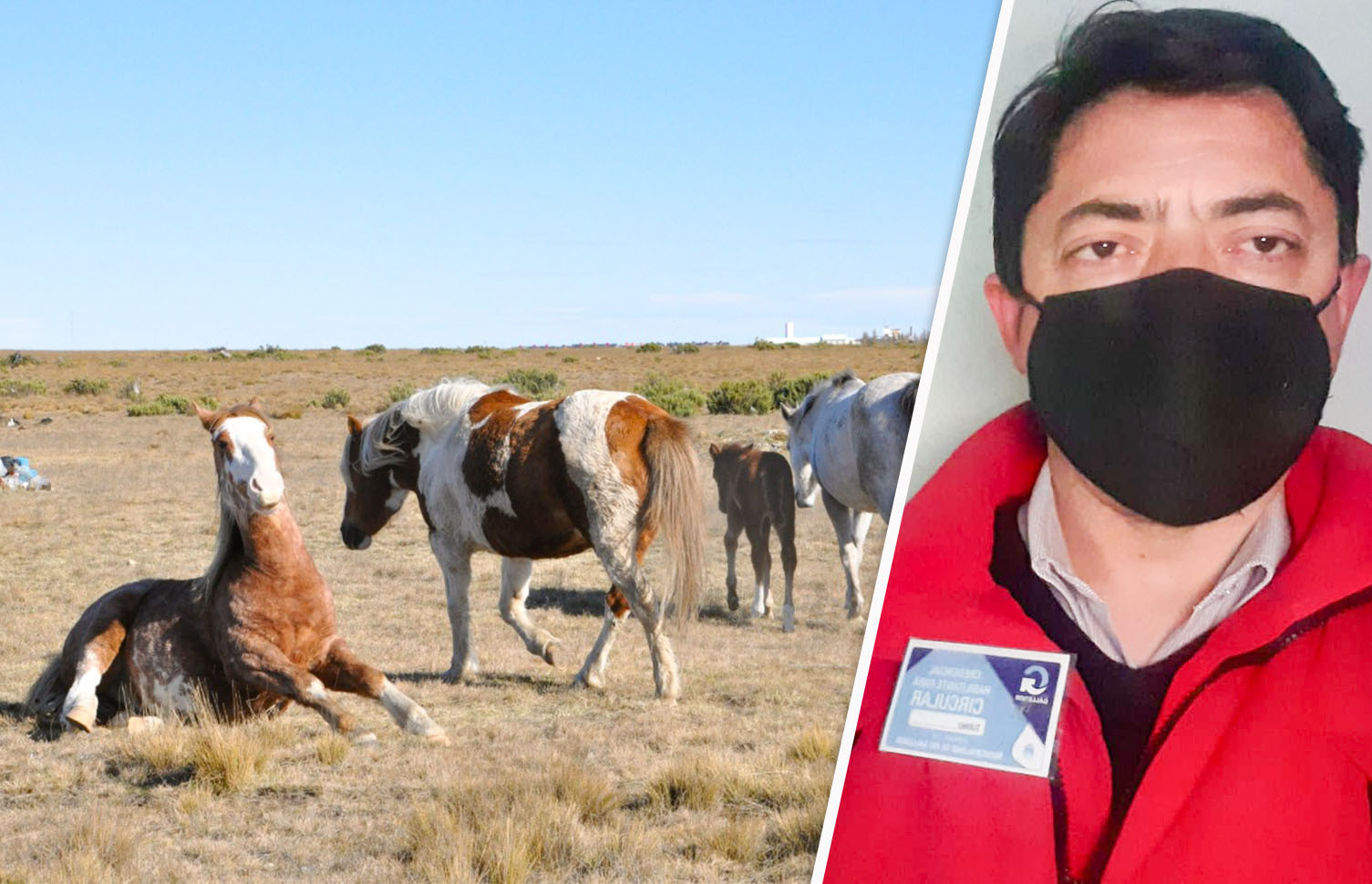 Jauría atacó ferozmente a un potrillo y sus dueños debieron sacrificarlo