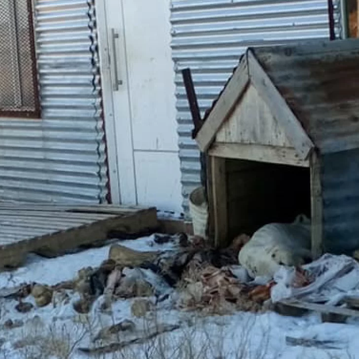 Crueldad: un perro murió congelado y desnutrido Crueldad: un perro murió congelado y desnutrido