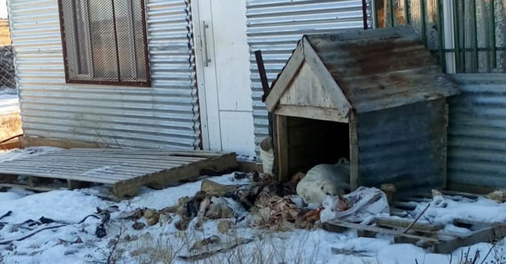 Crueldad: un perro murió congelado y desnutrido