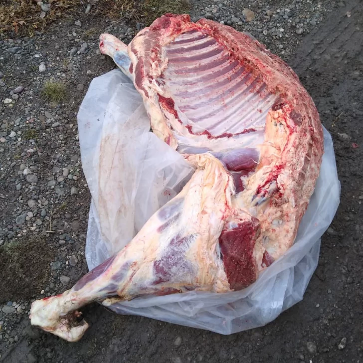 Demorados por llevar carne de forma ilegal Demorados por llevar carne de forma ilegal