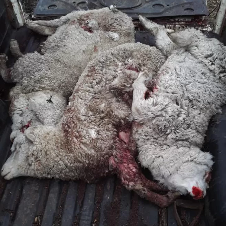 Preocupación en zona norte por perros que matan ovejas