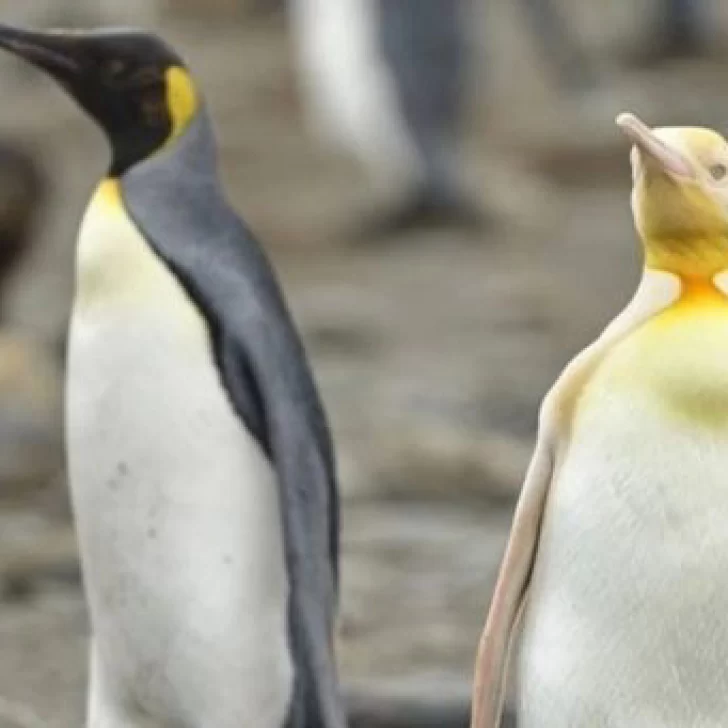 Por primera vez fotografiaron a un pingüino amarillo