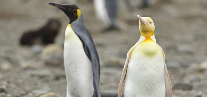 Por primera vez fotografiaron a un pingüino amarillo