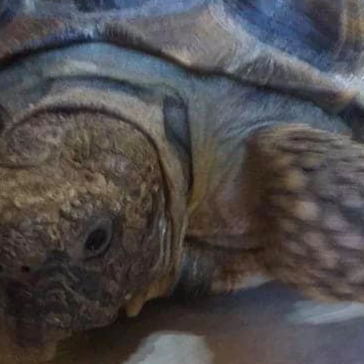 Tortuga en fuga: salió a dar una vuelta al barrio Tortuga en fuga: salió a dar una vuelta al barrio