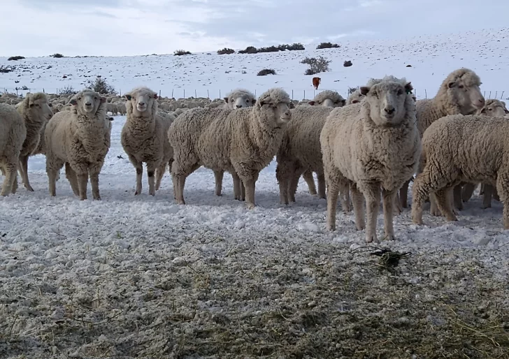 La travesía para mantener a las ovejas vivas ante el inhóspito frío
