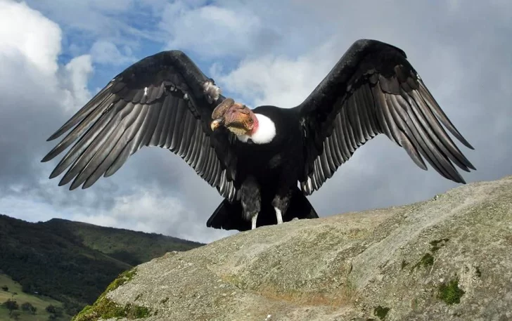 El condor andino puede volar más de 170 km sin batir sus alas