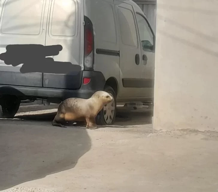 Apareció un lobo marino en las calles de Comodoro Rivadavia