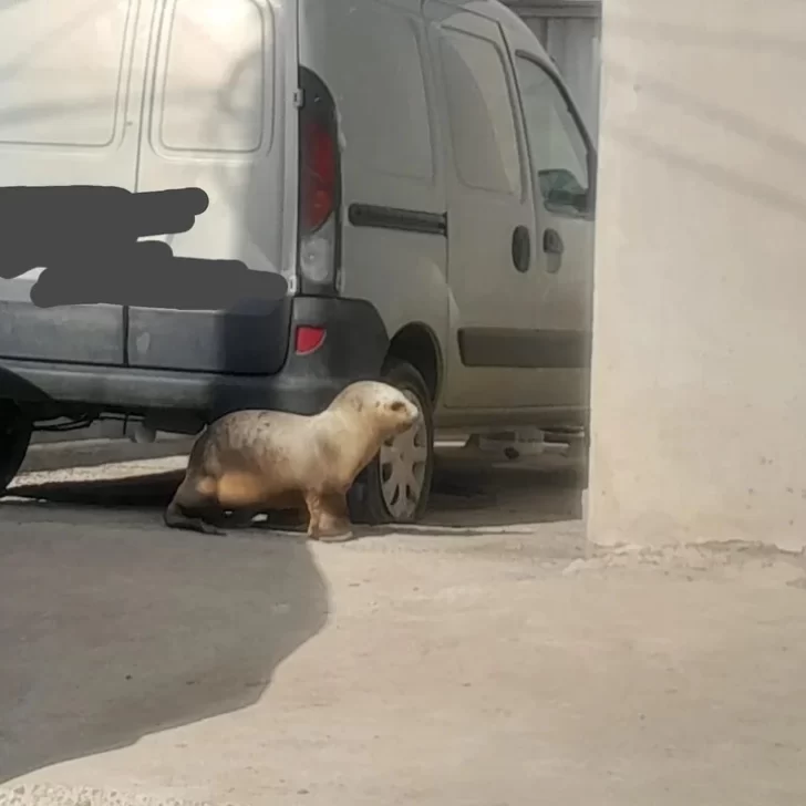 Apareció un lobo marino en las calles de Comodoro Rivadavia