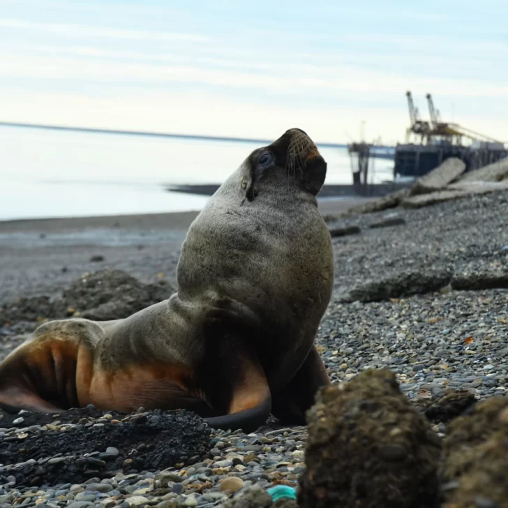 Apareció un lobo marino en la costanera del barrio Náutico de Río Gallegos