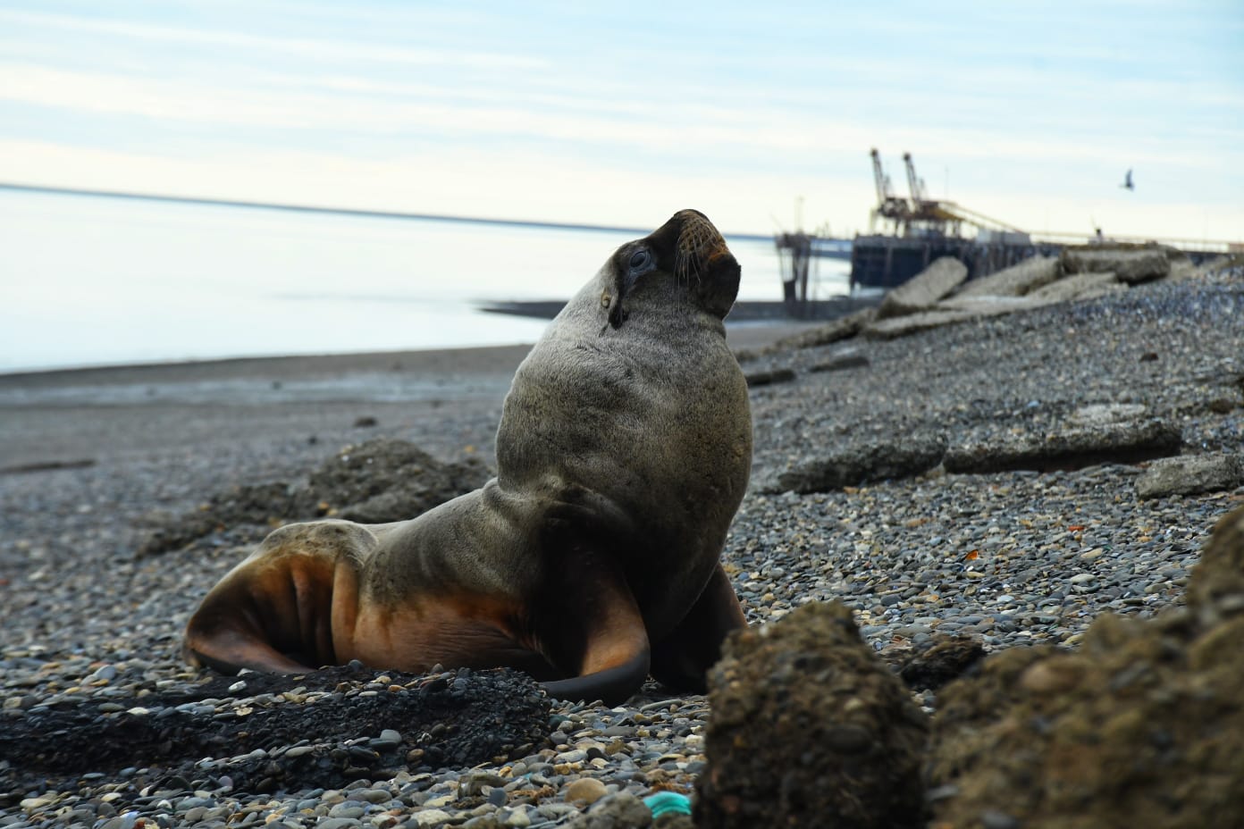 Apareció un lobo marino en la costanera del barrio Náutico de Río Gallegos