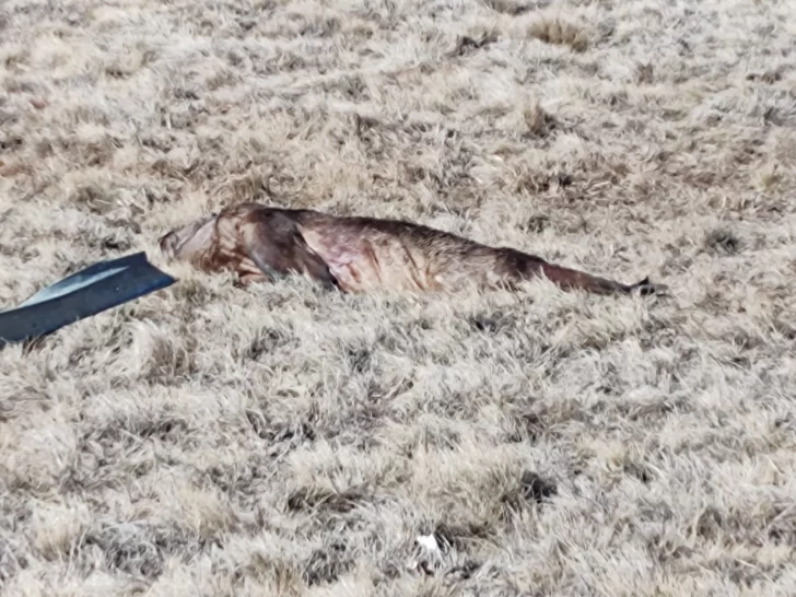 Gripe aviar: siguen hallando lobos marinos y se descartó en guanacos