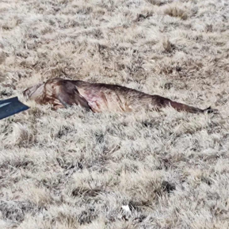 Gripe aviar: siguen hallando lobos marinos y se descartó en guanacos