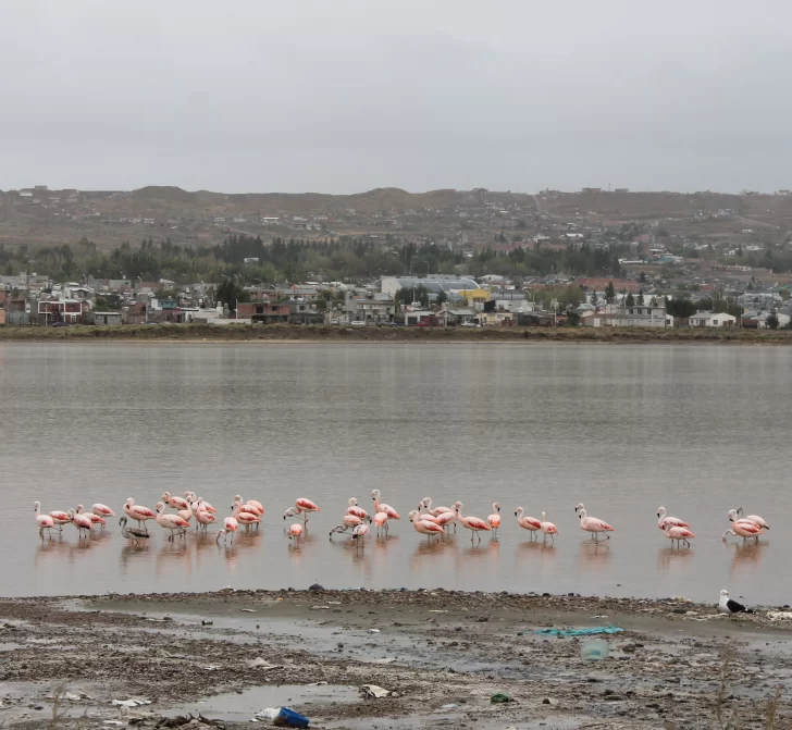 Explican por qué hay tantos flamencos en humedal de Caleta Olivia