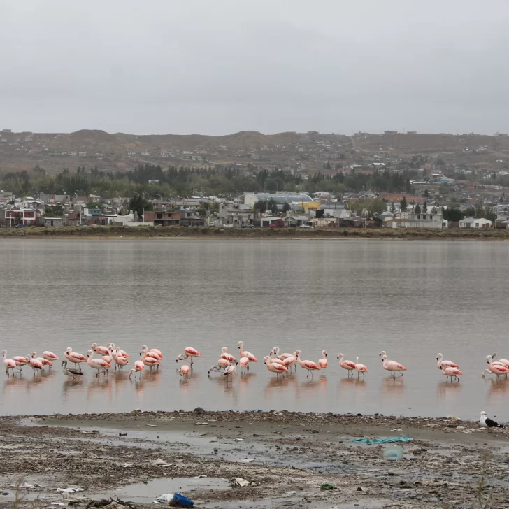 Explican por qué hay tantos flamencos en humedal de Caleta Olivia