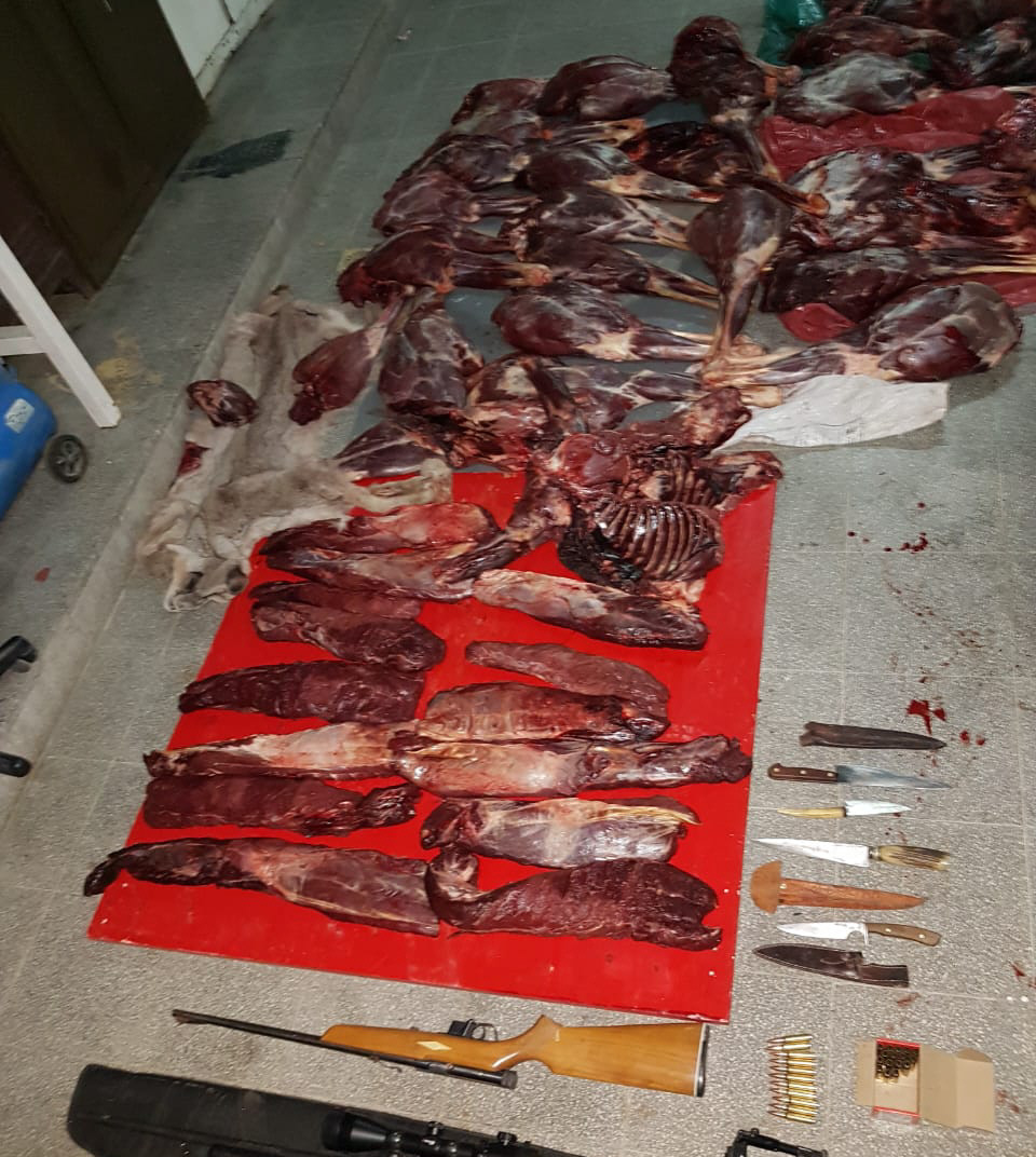 Amigos salieron a cazar y fueron demorados mataron hasta un puma