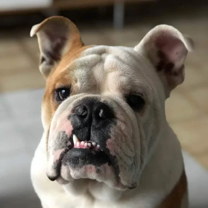 Llevó a su perro a castrar y murió: “No tengo fuerzas para pelear” Llevó a su perro a castrar y murió: “No tengo fuerzas para pelear”