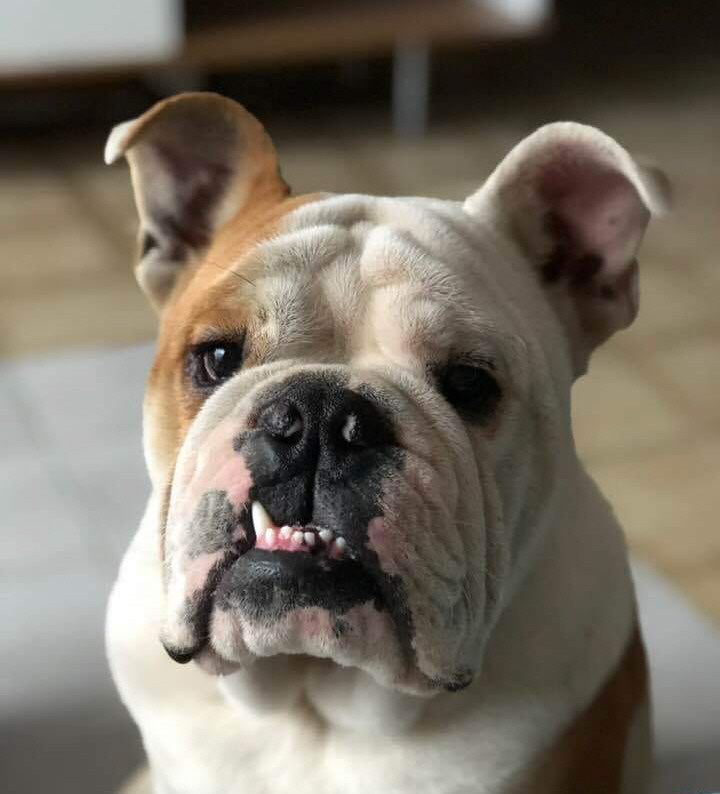 Llevó a su perro a castrar y murió: “No tengo fuerzas para pelear” Llevó a su perro a castrar y murió: “No tengo fuerzas para pelear”