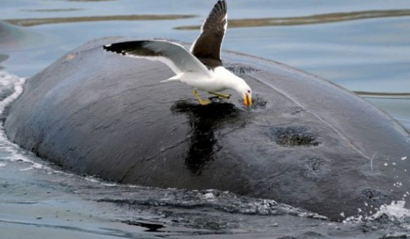Las gaviotas provocan daños de salud a la ballena Franca
