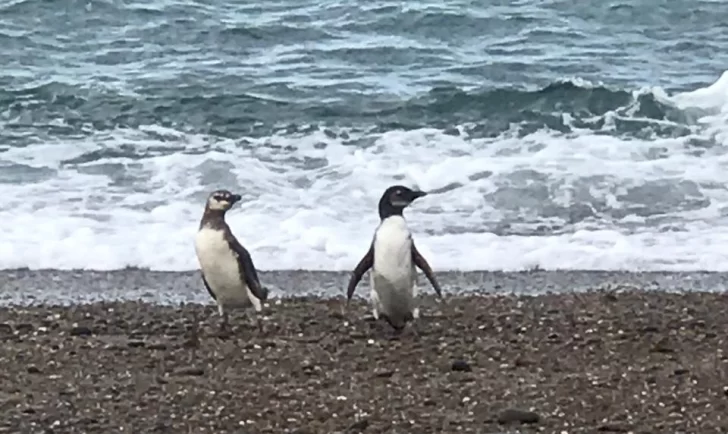 Recomendaciones ante la llegada de pingüinos a las costas de Caleta Olivia