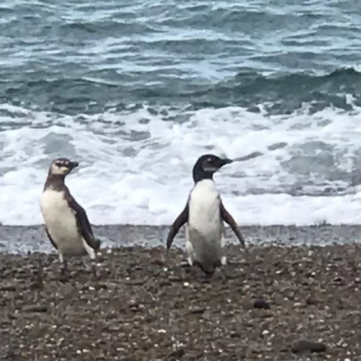 Recomendaciones ante la llegada de pingüinos a las costas de Caleta Olivia