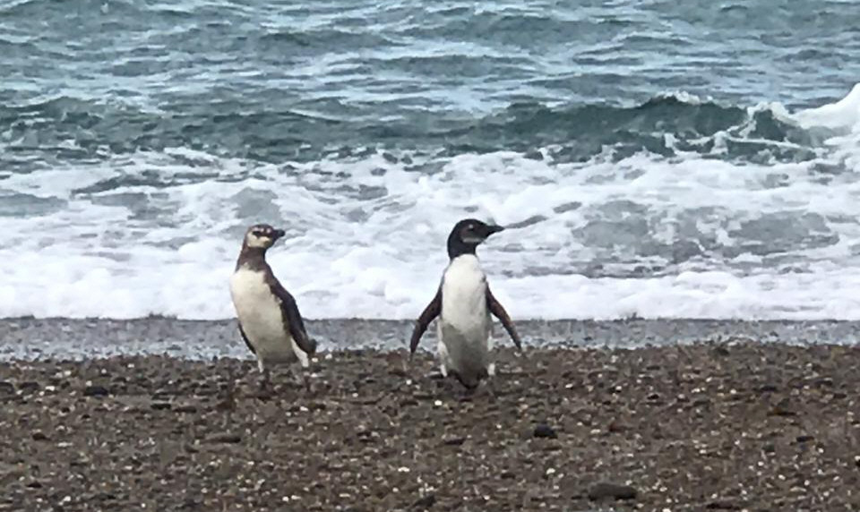 Recomendaciones ante la llegada de pingüinos a las costas de Caleta Olivia