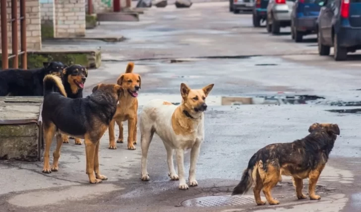 Perros en Río Gallegos: un problema interminable
