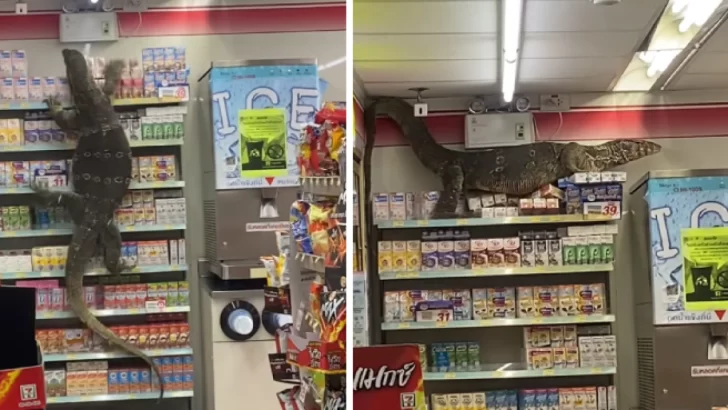 Video. Un lagarto se metió en el supermercado y aterrorizó a los clientes