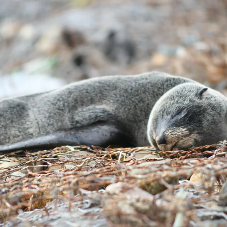 Gripe aviar: alerta por un lobo marino cerca del Parque de los Niños de Río Gallegos