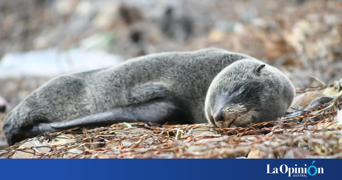 Avian Flu: Alert issued for sea lions near Rio Gallegos Children’s Park