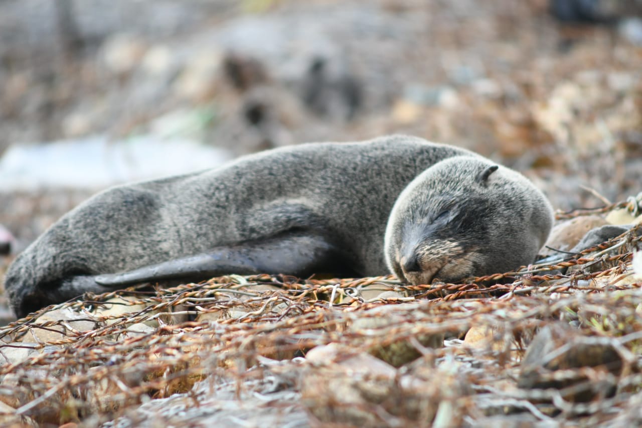 Gripe aviar: alerta por un lobo marino cerca del Parque de los Niños de Río Gallegos