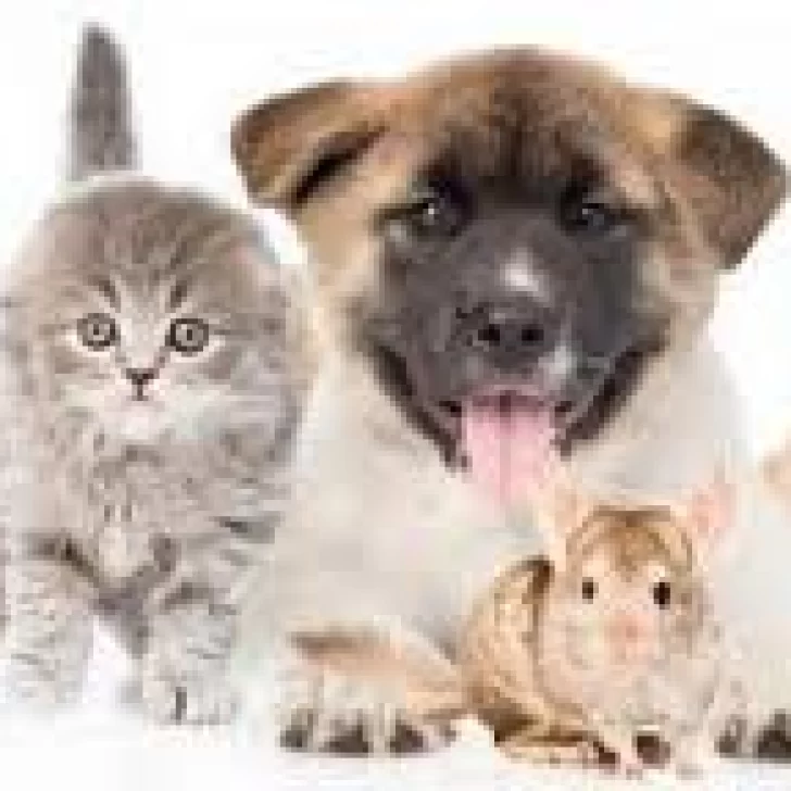Día del animal: cuál es la mascota perfecta para cada signo del zodiaco según tu horóscopo