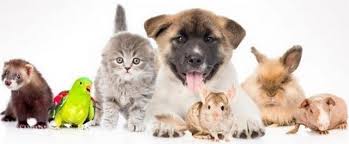 Día del animal: cuál es la mascota perfecta para cada signo del zodiaco según tu horóscopo